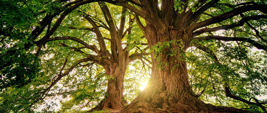 Strong oak trees representing resilient businesses
