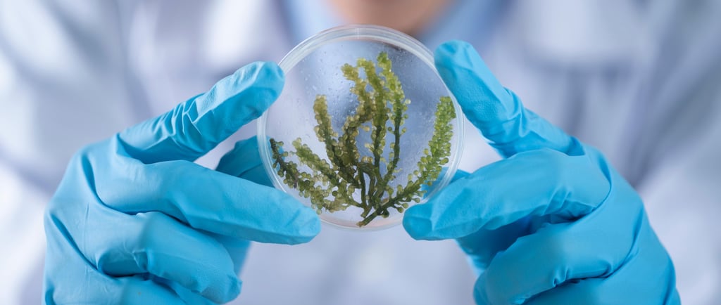 How Doctors Can Increase Patient Flow Using SEO in 2025