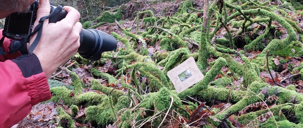 photographing a magnifier on mossy branches in the woods