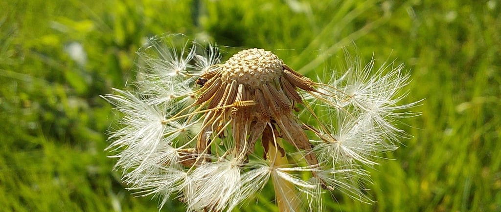 Dandelion clock