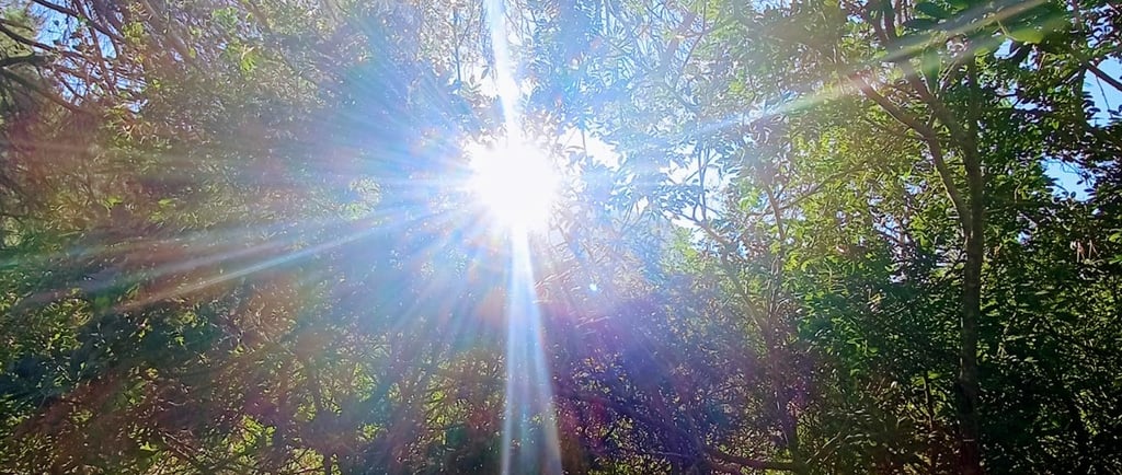 a sun shining through the trees in the sun