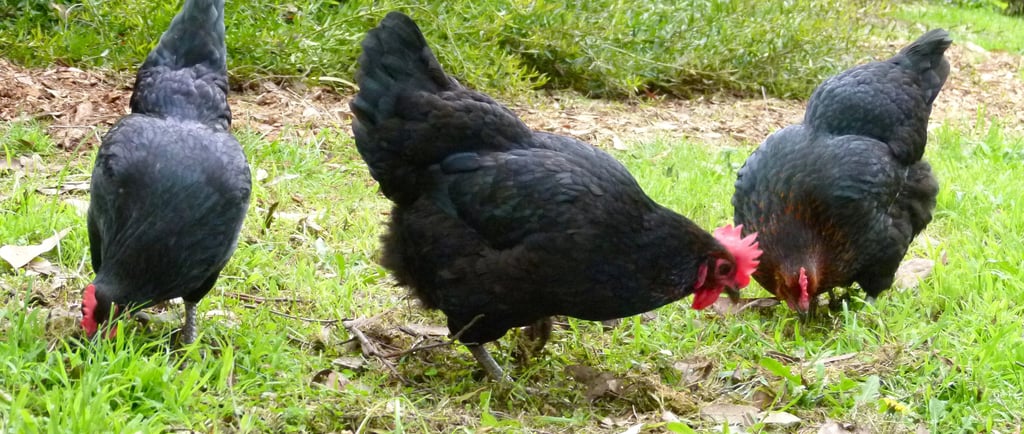 a group of chickens standing on the grass