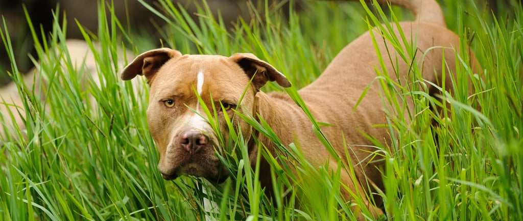 American PitBull Terrier 