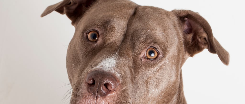 American Pit Bull Terrier Raza