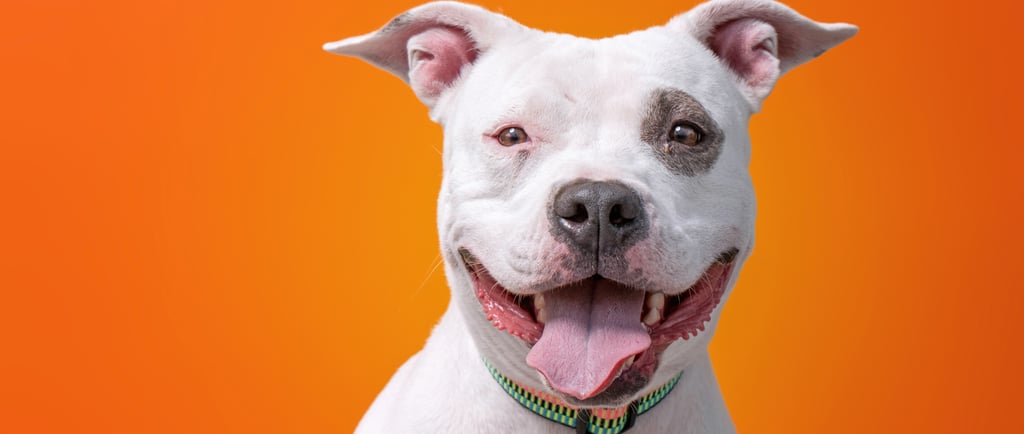 American Pit Bull Terrier Raza Perro