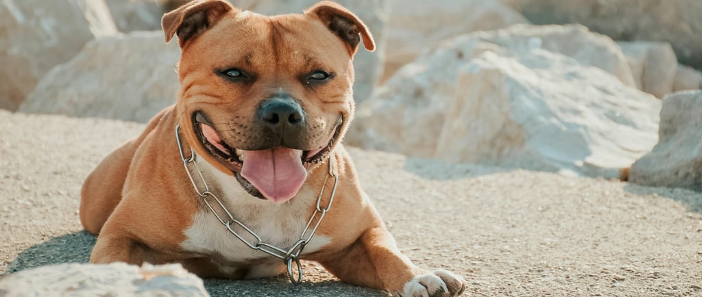 Staffordshire Bull Terrier