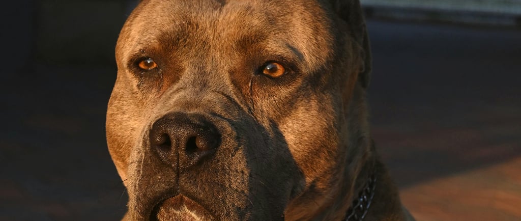 Staffordshire Bull Terrier
