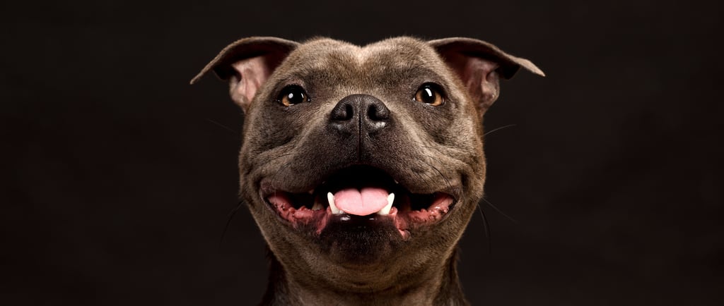 Staffordshire Bull Terrier