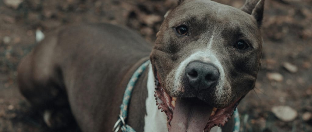 American Staffordshire Terrier