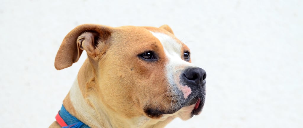 American Staffordshire Terrier