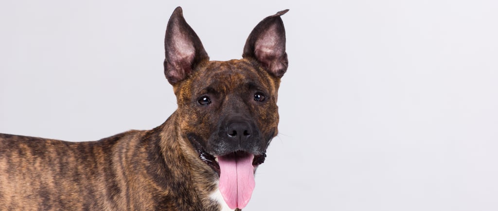 American Staffordshire Terrier