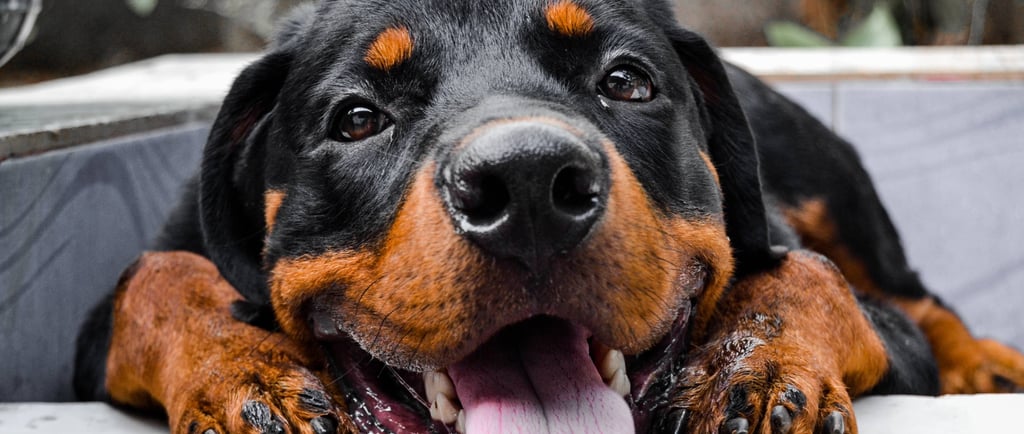 Rottweiler