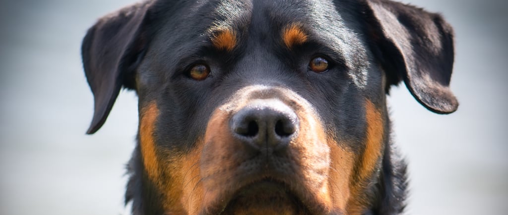 Rottweiler