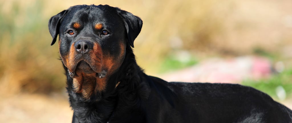 Rottweiler