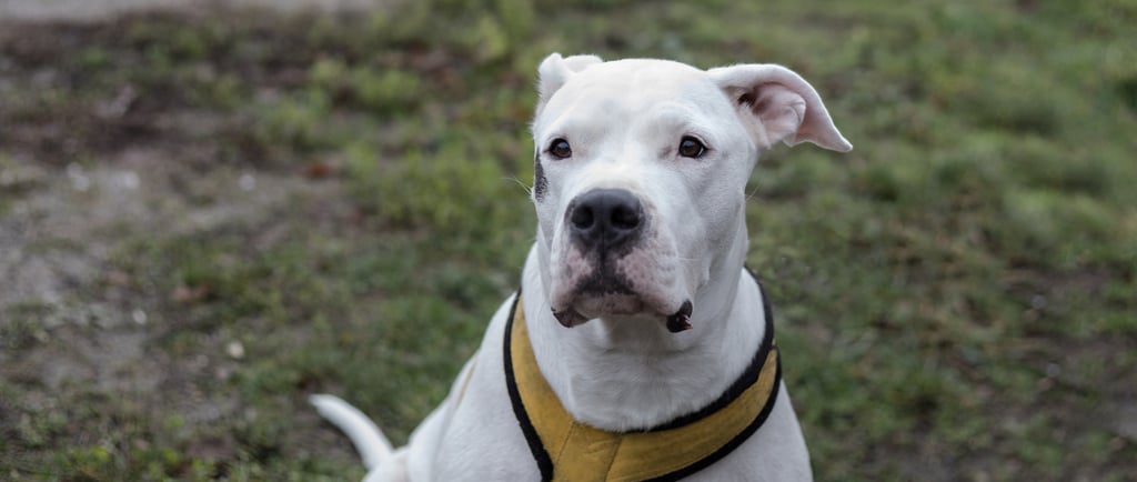 Dogo Argentino
