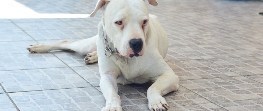 Dogo Argentino