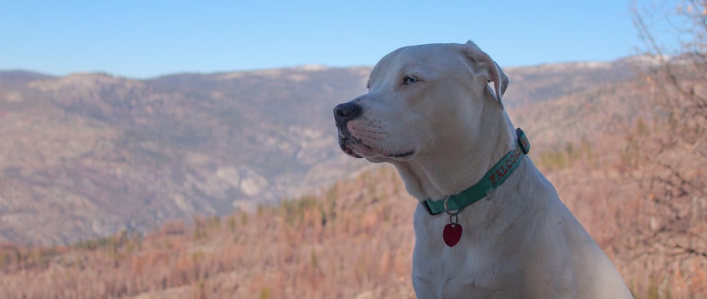 Dogo Argentino