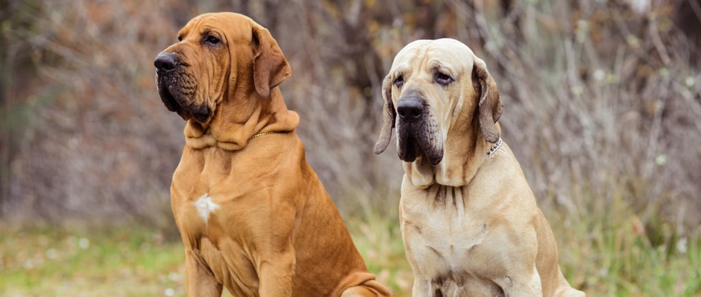 Fila Brasileiro