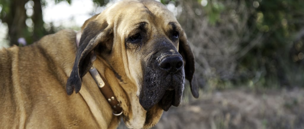 Fila Brasileiro