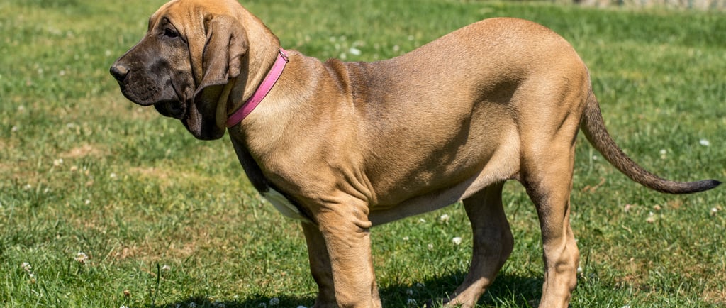 Fila Brasileiro