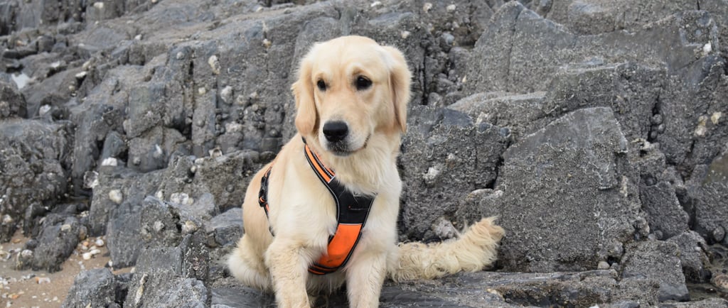 Service dog in training laws in Arizona