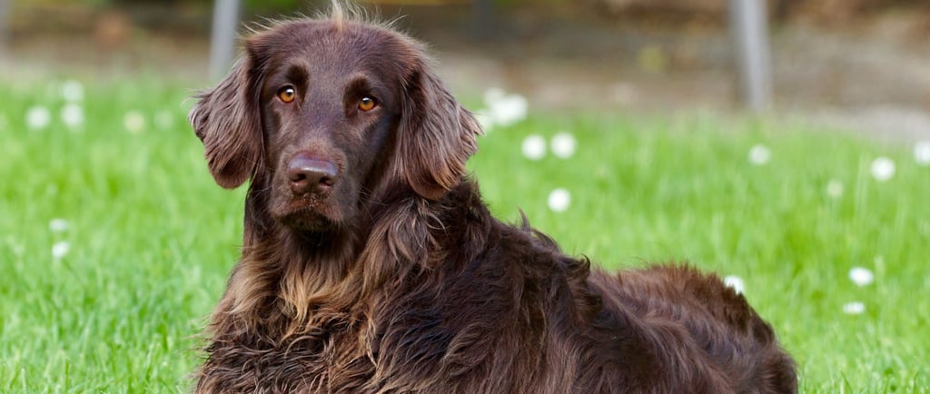 srvice dog in training laws in the state of Arkansas