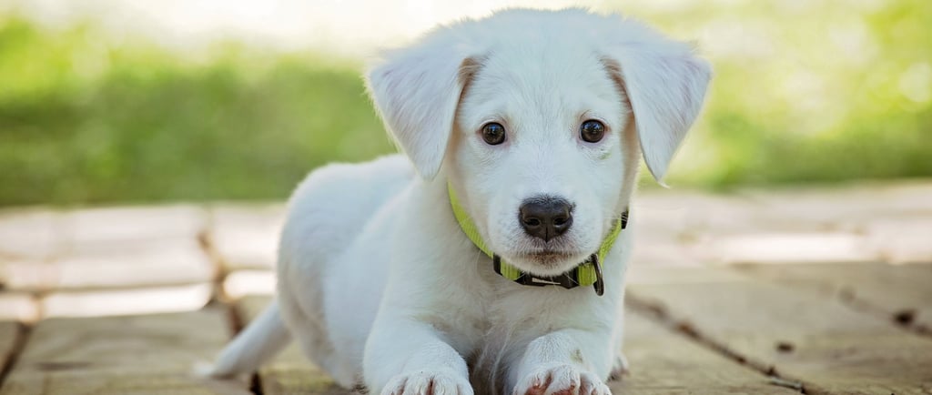 service-dog-in-training-in-california