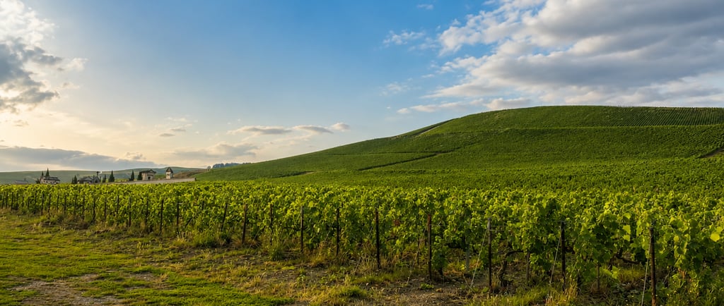 Golden sunlight over a serene vineyard landscape in the countryside