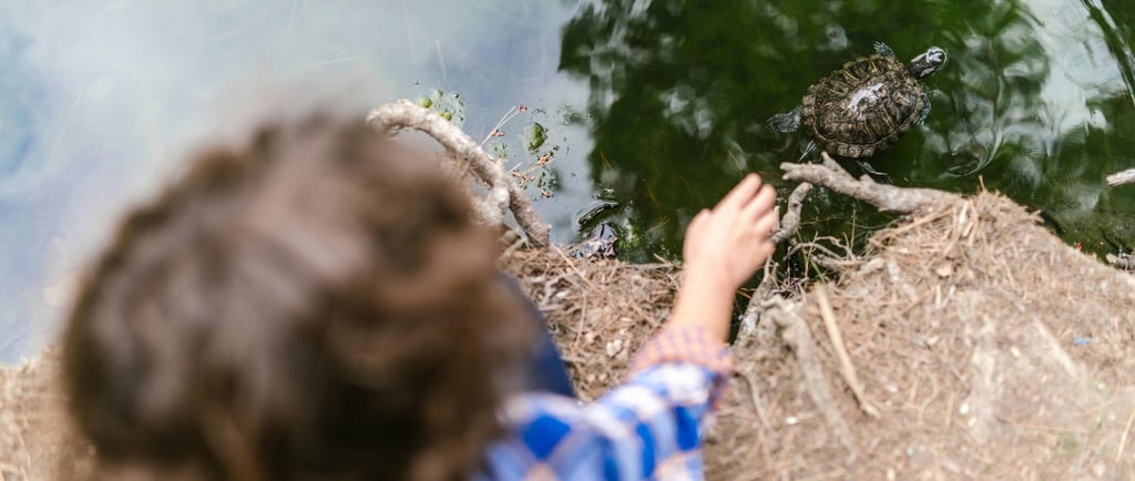A child in a blue plaid shirt reaches toward a turtle swimming in a calm pond.