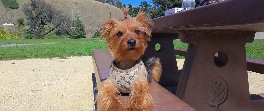 Summer Dog Safety Tips | Bad & Boujee Pets