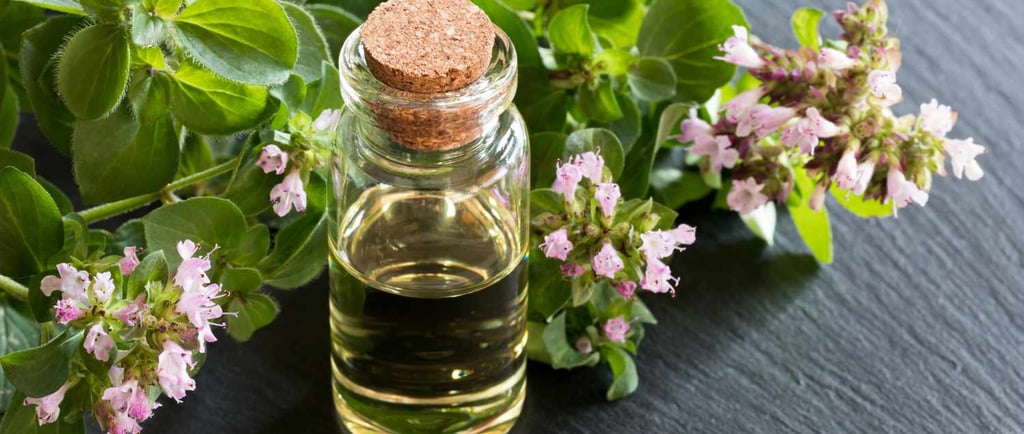 Kekik yağı origanum onites oil