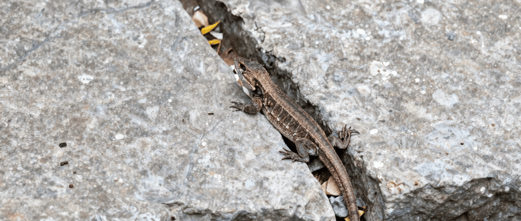 log piles, stone gaps for lizards, bird‑safe water edges, bee‑friendly cracks