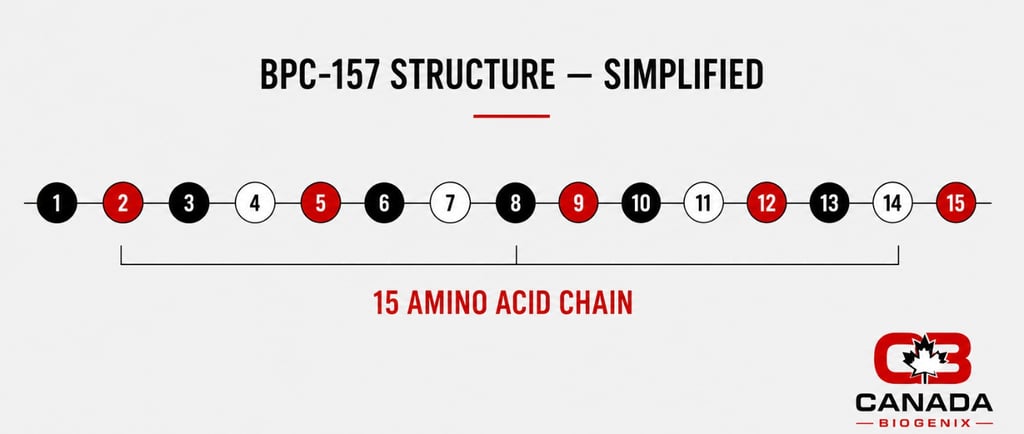 BPC-157 amino acid chain structure simplified infographic - 15 amino acid peptide diagram