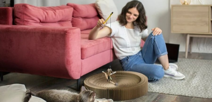 How Do You Stop Cats Scratching Sofas