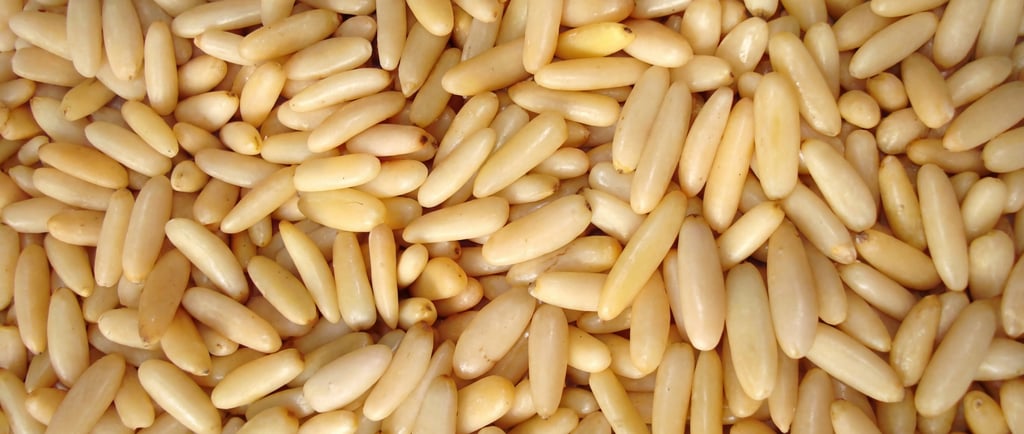 Shelled pine nuts kernels
