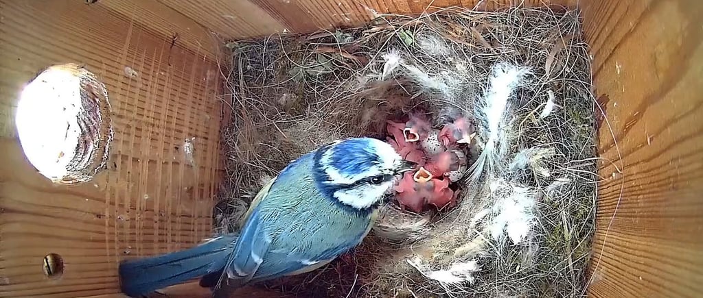 Blue tit feeding chicks inside a wooden nest box, viewed by a wildlife camera