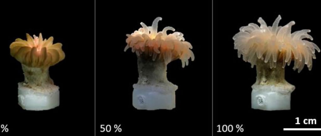 Figure 5. Categories of polyp expansion of Desmophyllum dianthus (0%, 50%, 100%). 