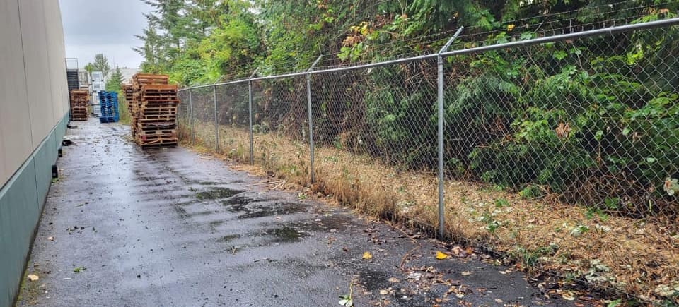a picture behind a building where blackberry bushes have been removed from a fence
