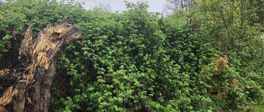 a picture of overgrown blackberry bushes