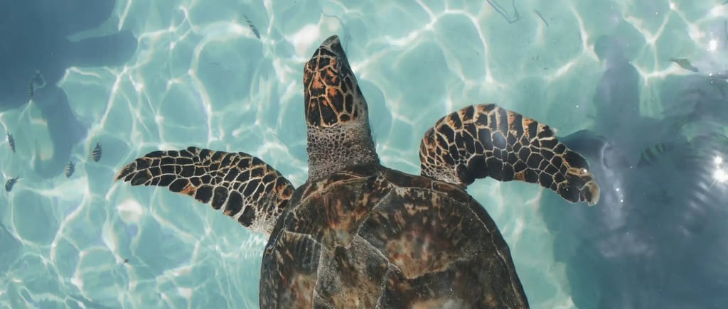 Activities to do in Cape Verde