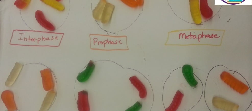Stages of Meiosis using Gummy Worms.