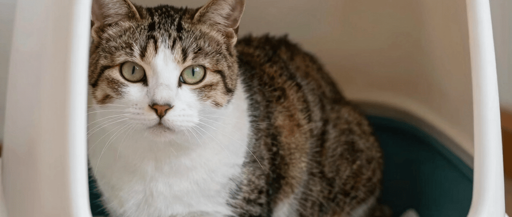 white concrete building during daytime