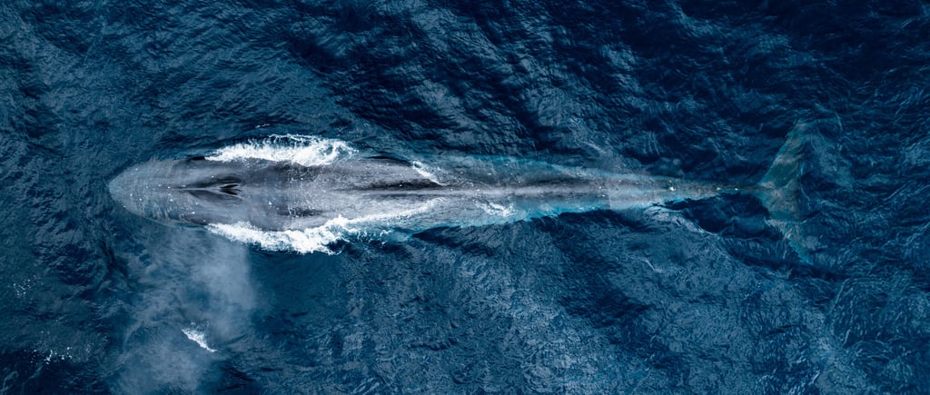 Blue whale comming up for air in Alor, Indonesia