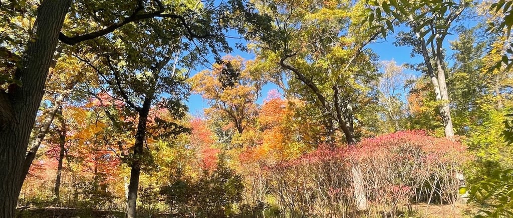 High Park in autumn — expressive arts therapy in Toronto