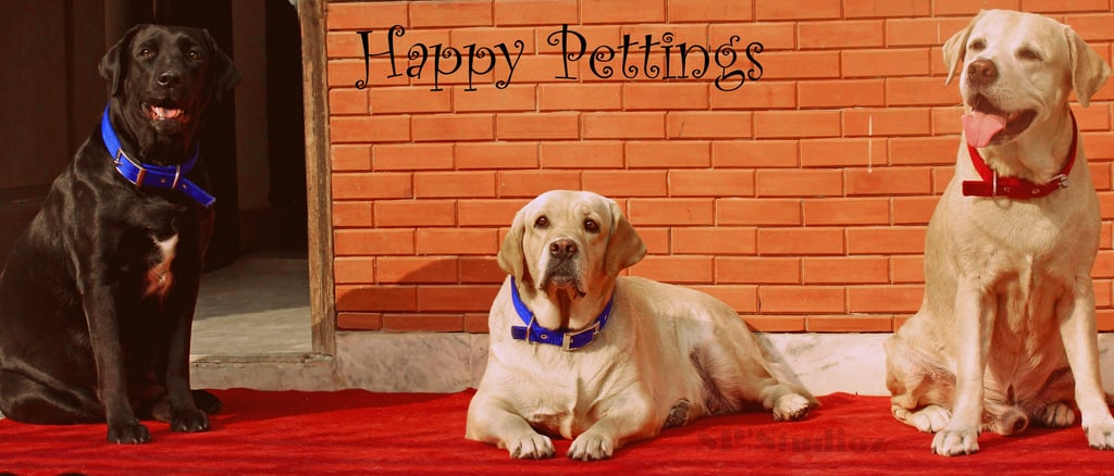 Dog Boarding, Dog Boarding near me, Pet Boarding, Pet Boarding near me, Dog Care, Happy Pettings