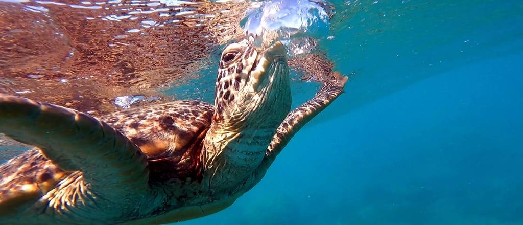 a turtle turtle turtle turtle turtle turtle turtle turtle turtle turtle turtle turtle turtle turtle turtle