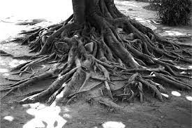 a tree with a tree trunk with roots, memory and history
