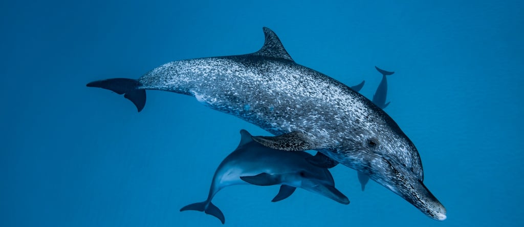 two dolphins swimming