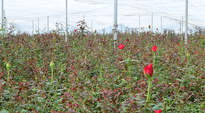 How preserved roses are made from the source