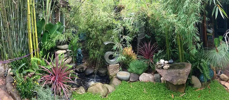 Lush, tropical Santa Barbara yard with bamboo, pond and fountain.